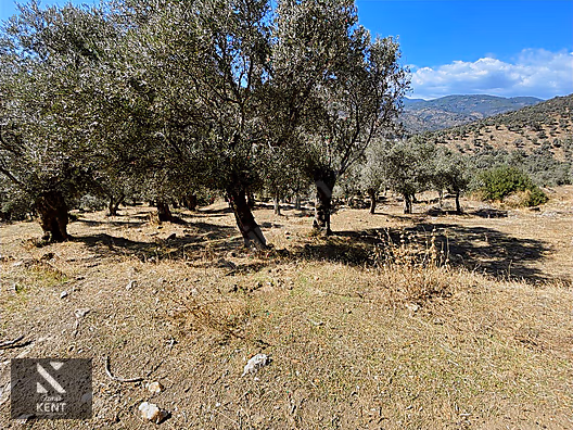 Bayındır Yusuflu Satılık 6050 m2 Zeytinlik Tek Tapu - İZMİR BAYINDIR fotoğraf 29