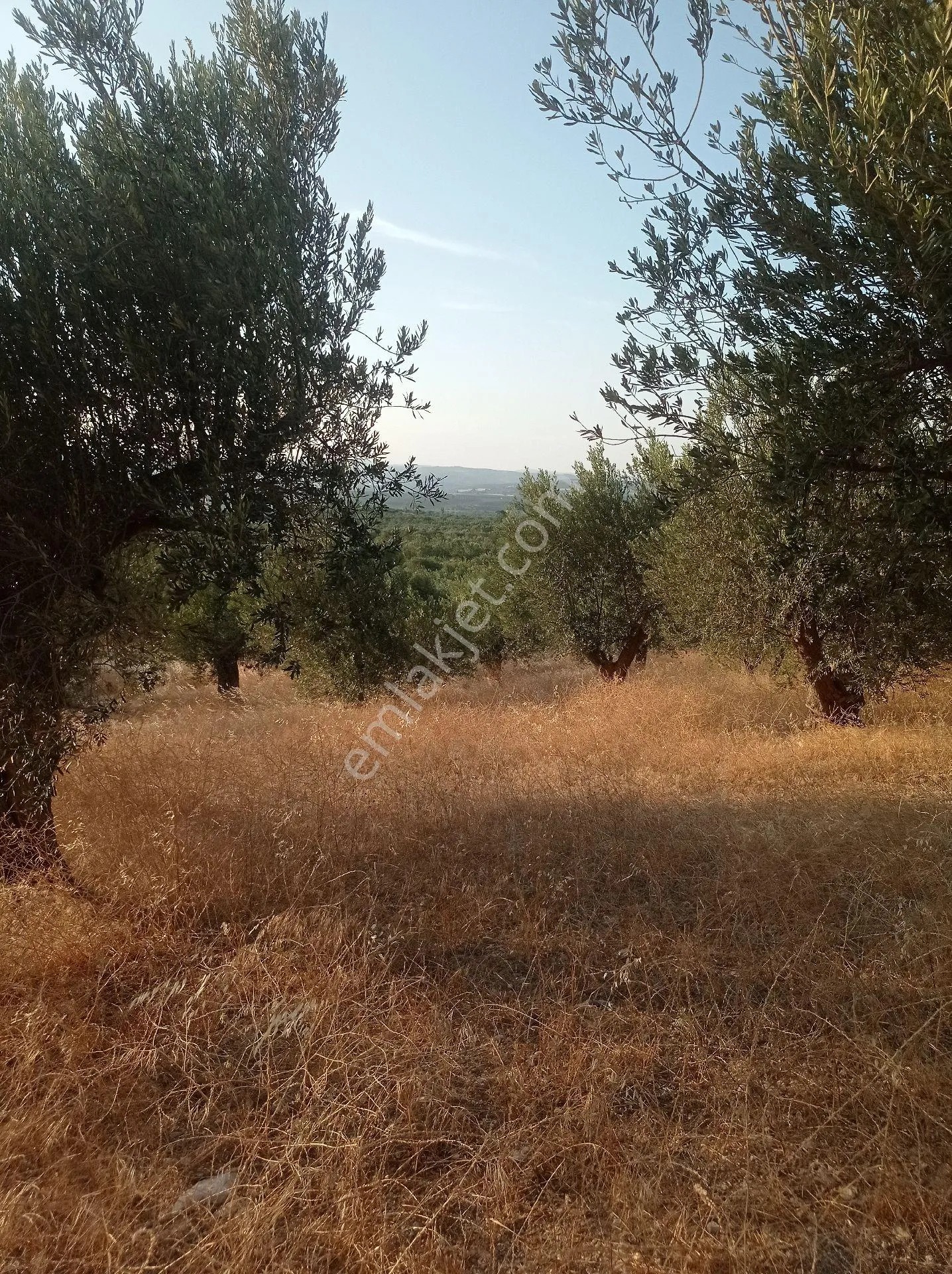 Yeliz'den Manisa Soma'da Asfalt Kenarı Zeytinlik - MANİSA SOMA fotoğraf 8