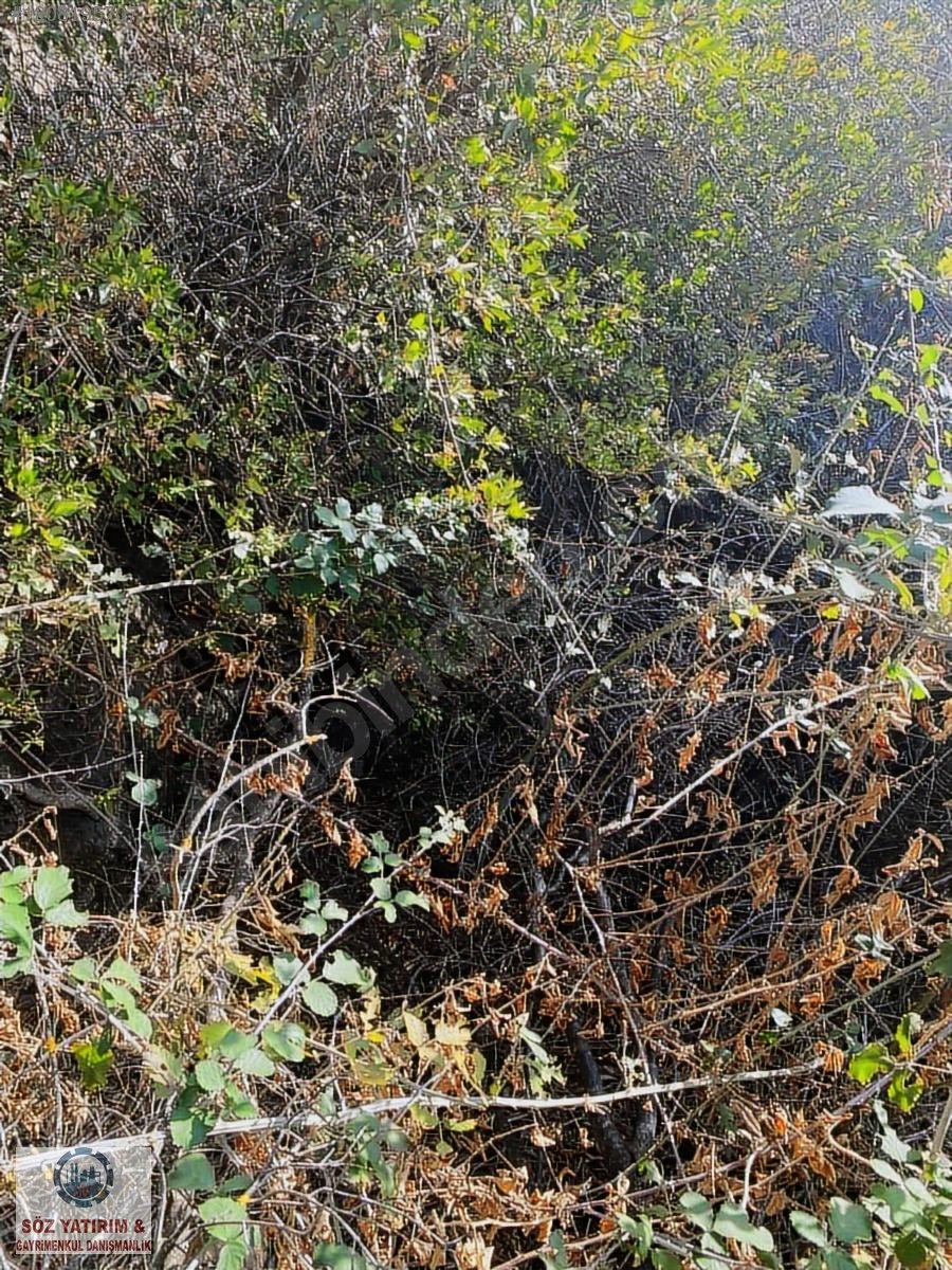 SÖZ GAYRİMENKULDEN; KARAPINARDA BAKIMLI ZEYTİNLİK - İZMİR BAYINDIR fotoğraf 8