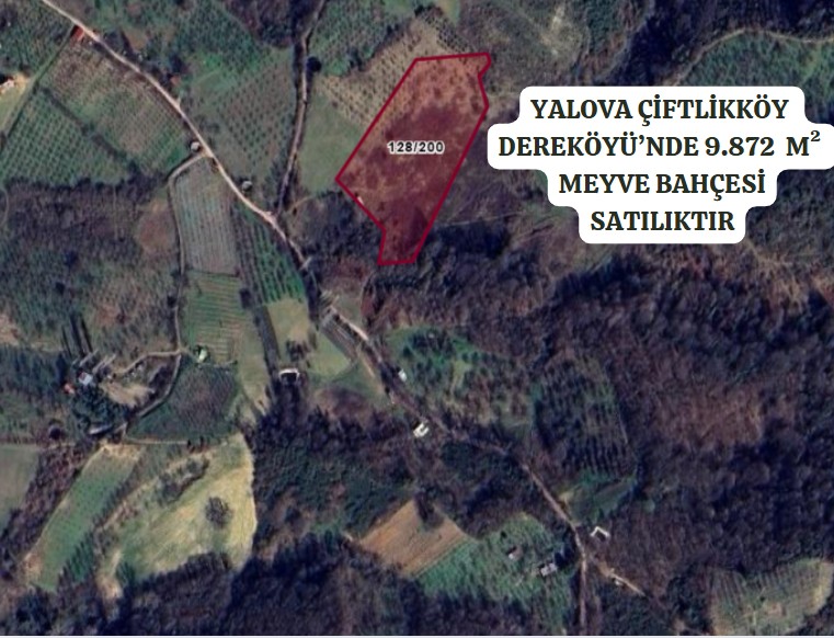 YALOVA ÇİFTLİKKÖY  DEREKÖYÜ’NDE 9.872  M²  MEYVE BAHÇESİ SATILIKTIR - YALOVA ÇİFTLİKKÖY fotoğraf 3