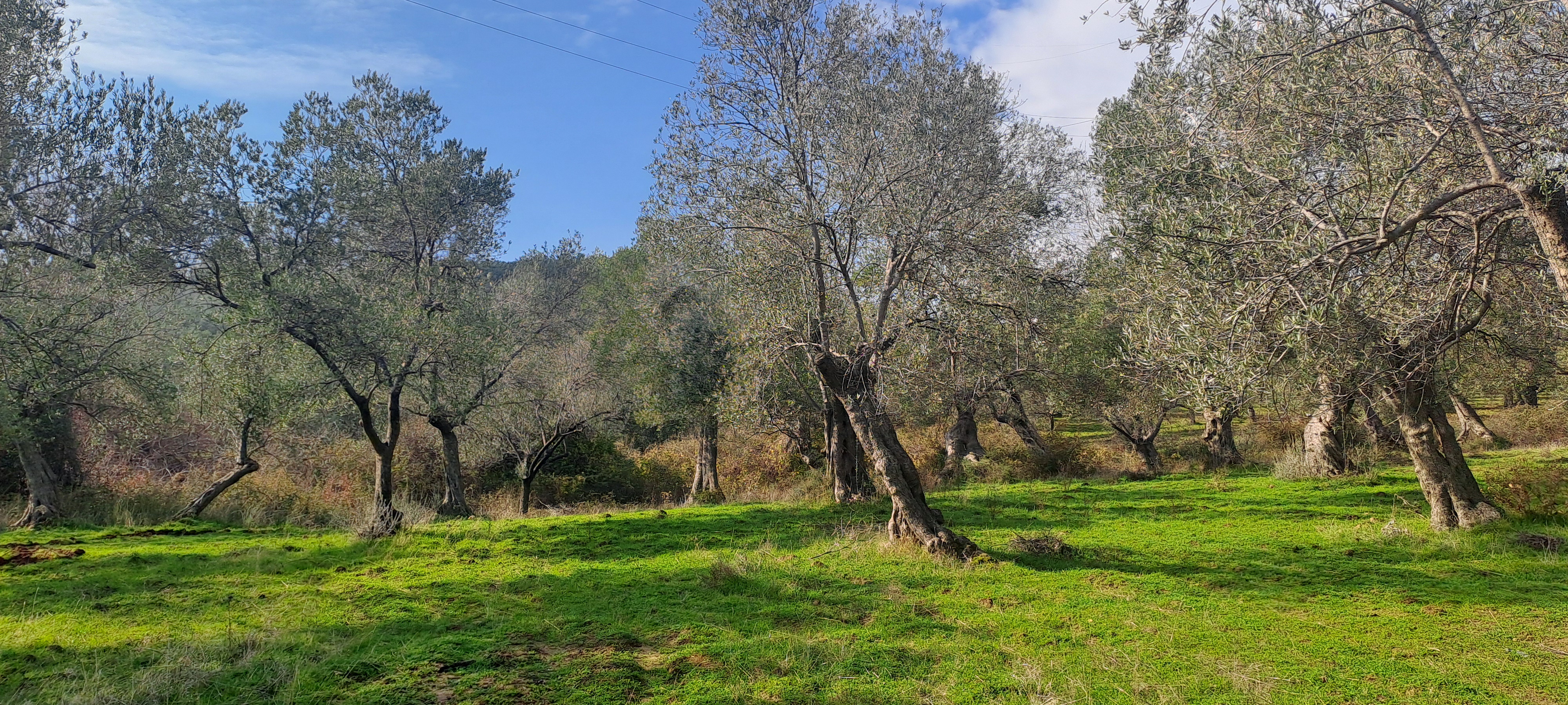 HAKANOĞLU GROUP'TAN TUZCUMURAT MAH. SATILIK ZEYTİNLİK - BALIKESİR EDREMİT fotoğraf 13