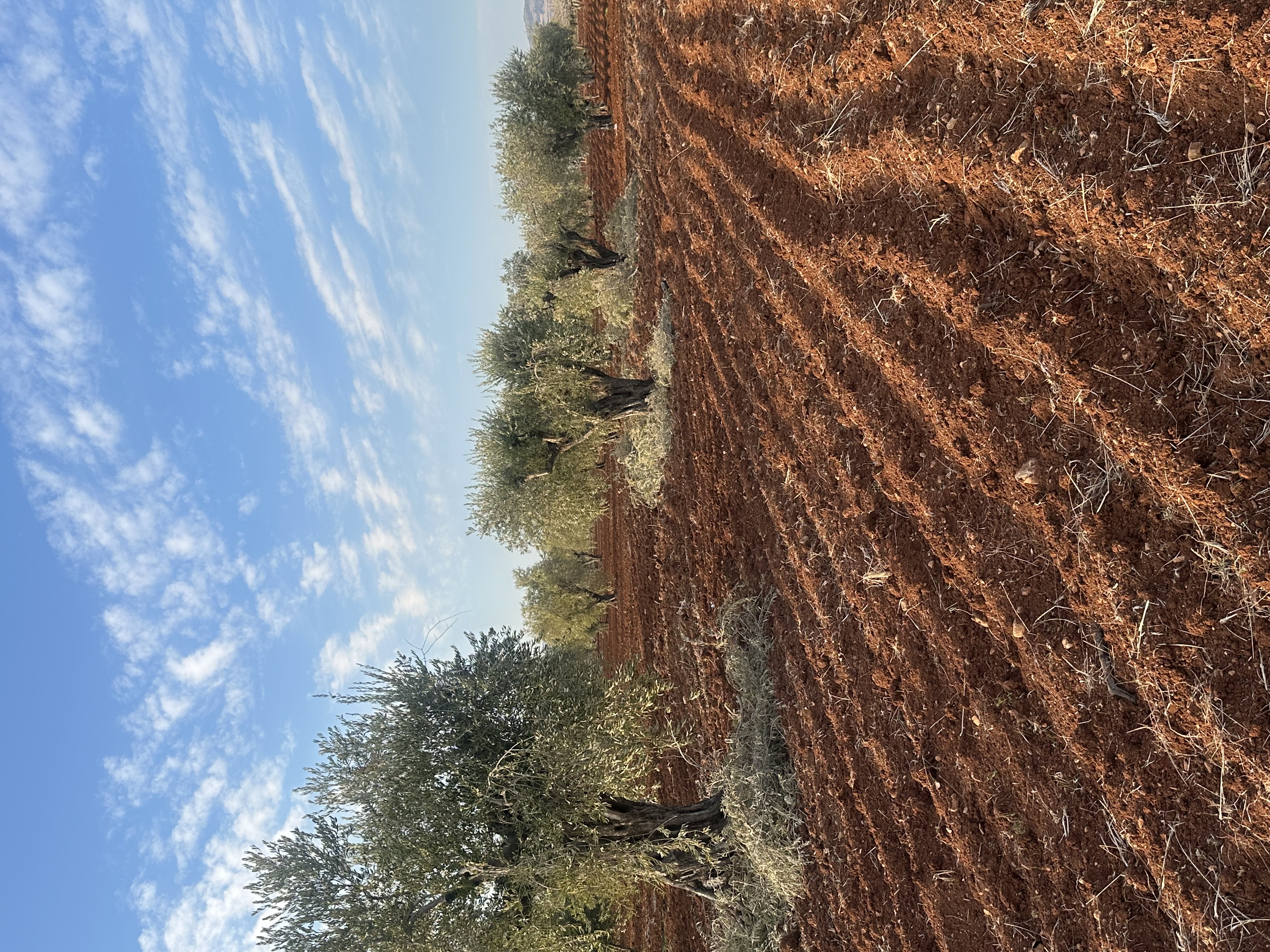 SATILIK ZEYTİNLİK  - KİLİS MERKEZ fotoğraf 14