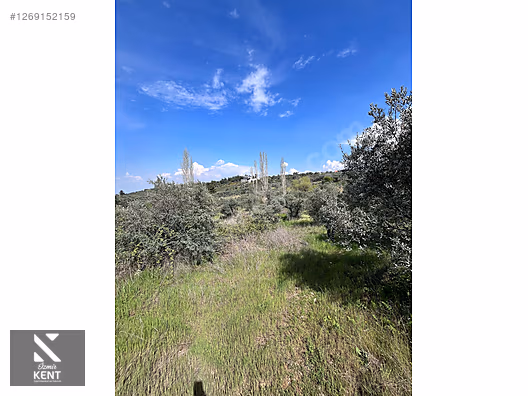 Kemalpaşa Aşağıkızılca Satılık 615 m2 Zeytinlik - İZMİR KEMALPAŞA fotoğraf 6