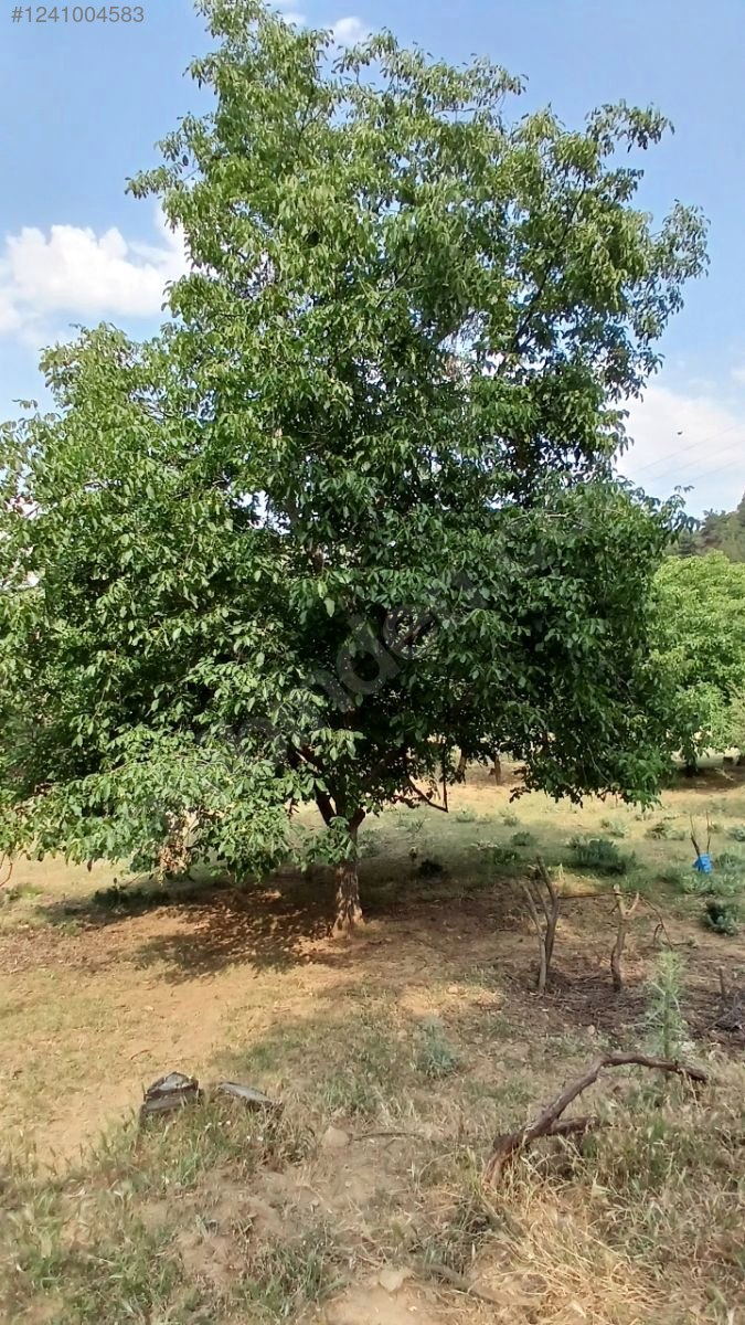 DENİZLİ BABADAĞ KELLECİ KÖYÜNDE  1.586 M²  BAĞ SATILIKTIR - DENİZLİ BABADAĞ fotoğraf 26