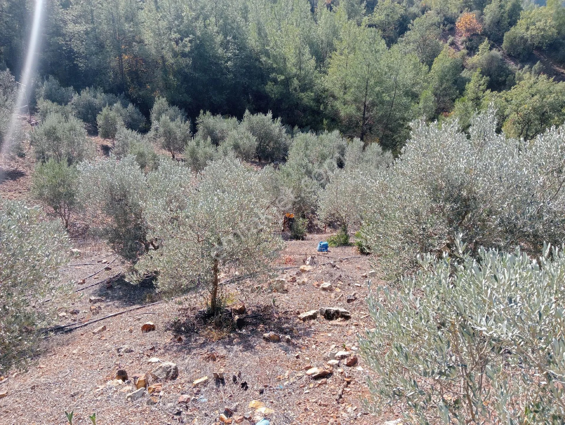 Antalya Kumlucada Satılık Müstakil Bahçe İnceoğlu Emlak - ANTALYA KUMLUCA fotoğraf 30