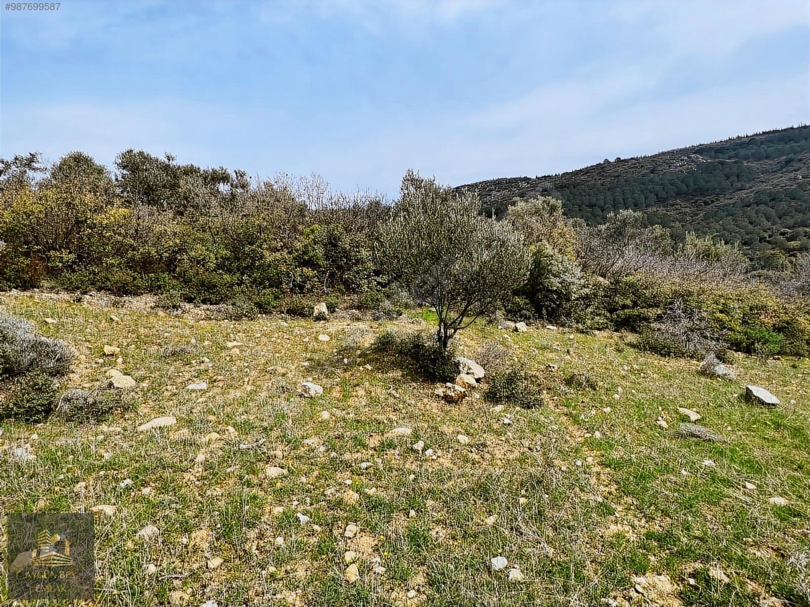 İzmir Kınık Işıklar Mahallesi Manzaralı Zeytinlik Kredi K. Geçer - İZMİR KINIK fotoğraf 17