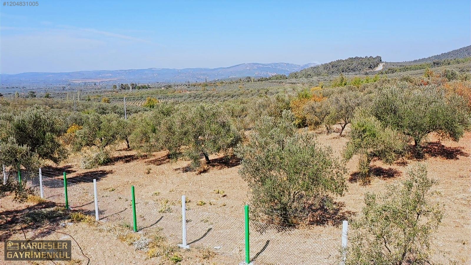 AKHİSAR YENİCEKÖYDE KARIŞIK ZEYTİN MEYVE BAHÇESİ SU ELEKTRİKLİ - MANİSA AKHİSAR fotoğraf 27