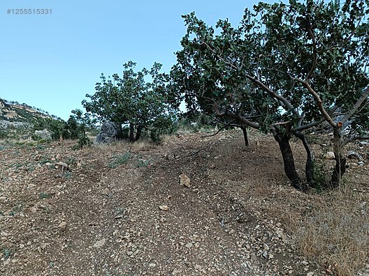    MERSİN MUT GEÇİMLİ KÖYÜ 6,866M² BAĞIMIZ SATILIKTIR.   - MERSİN MUT fotoğraf 2