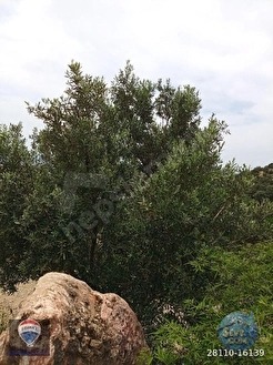 GÜLLÜBAHÇE MEVKİİ SATILIK ZEYTİNLİK-DEĞİRMEN VE HARIMI - AYDIN SÖKE fotoğraf 16