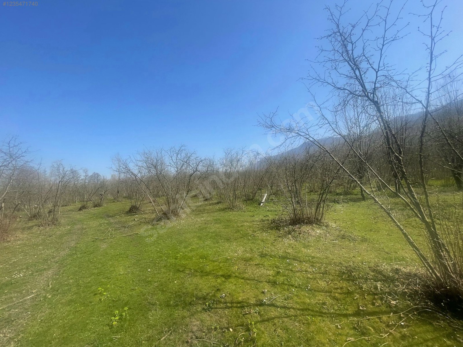 SAKARYA HENDEK ÇAMLICA MAH.( A.ÇARIĞKURU) 11.121 M²  TARLA  SATILIKTIR. - SAKARYA HENDEK fotoğraf 4