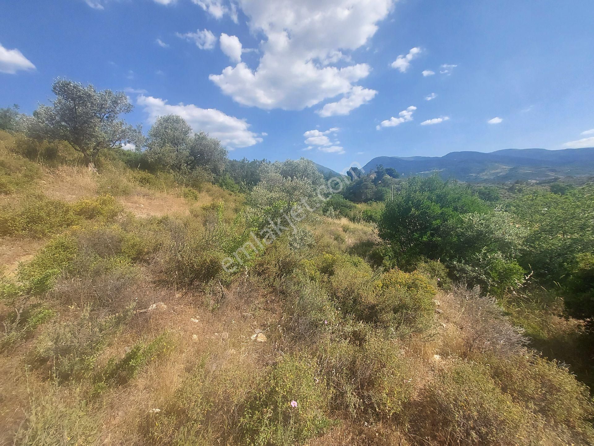 İzmir Kemalpaşa Yeşilyurt Köy Merkezine Yakın 4735 M² Zeytinli Tarla Bağ  Favori - İZMİR KEMALPAŞA fotoğraf 3