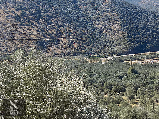 Bayındır Yusuflu Satılık 6050 m2 Zeytinlik Tek Tapu - İZMİR BAYINDIR fotoğraf 28