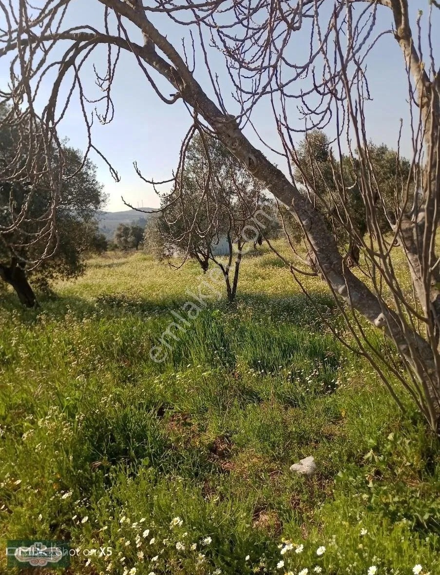 İzmir Torbalı Karakızlar Köyünde 5.500m2 Zeytinlik Satılık - İZMİR TORBALI fotoğraf 13