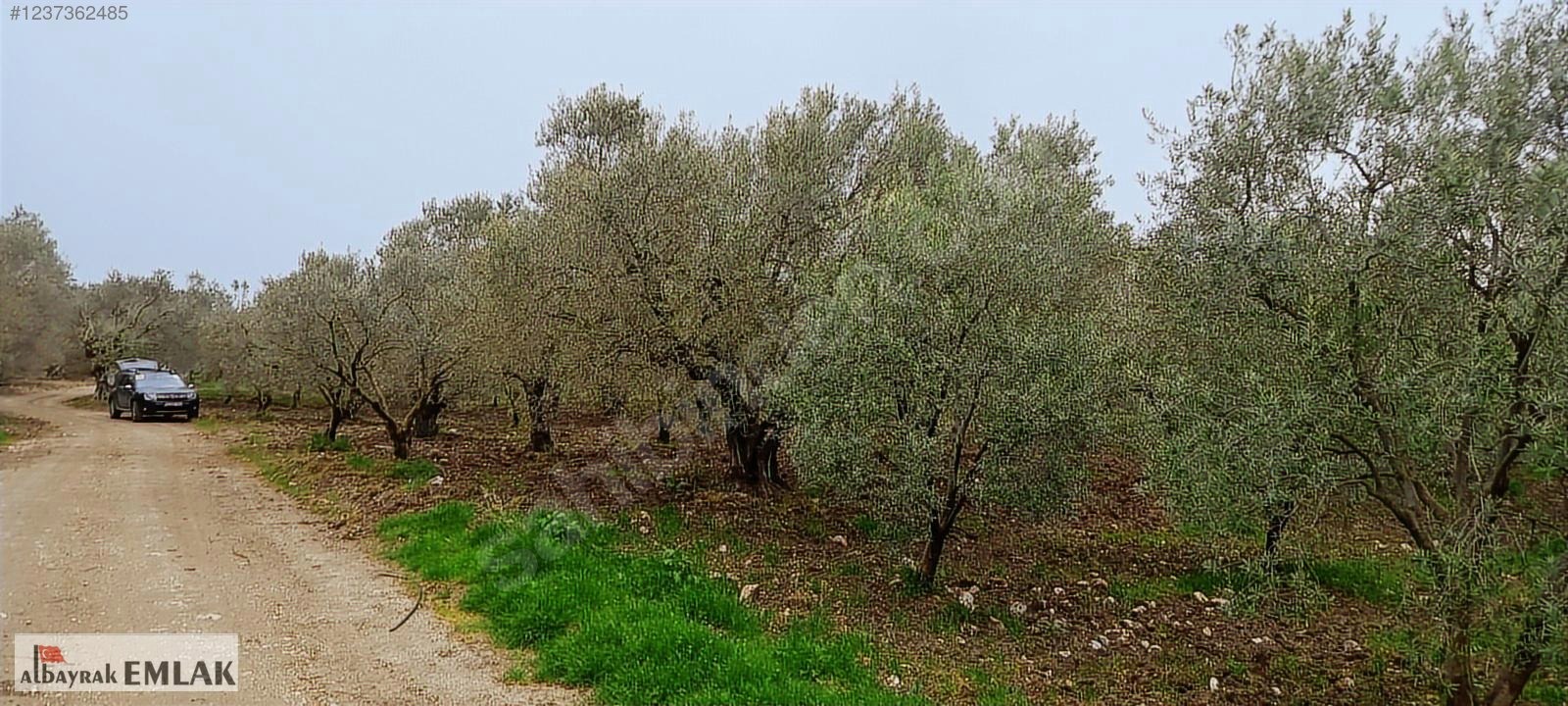 AKHİSAR SAKARKAYA DA SATILIK 18.000 M2 ZEYTİNLİK 6.330.000 TL - MANİSA AKHİSAR fotoğraf 7