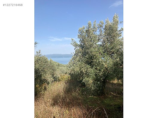 BURSA İZNİK MUSTAFALI KÖYÜNDE 2.654 M² ZEYTİNLİK SATILIKTIR - BURSA İZNİK fotoğraf 5