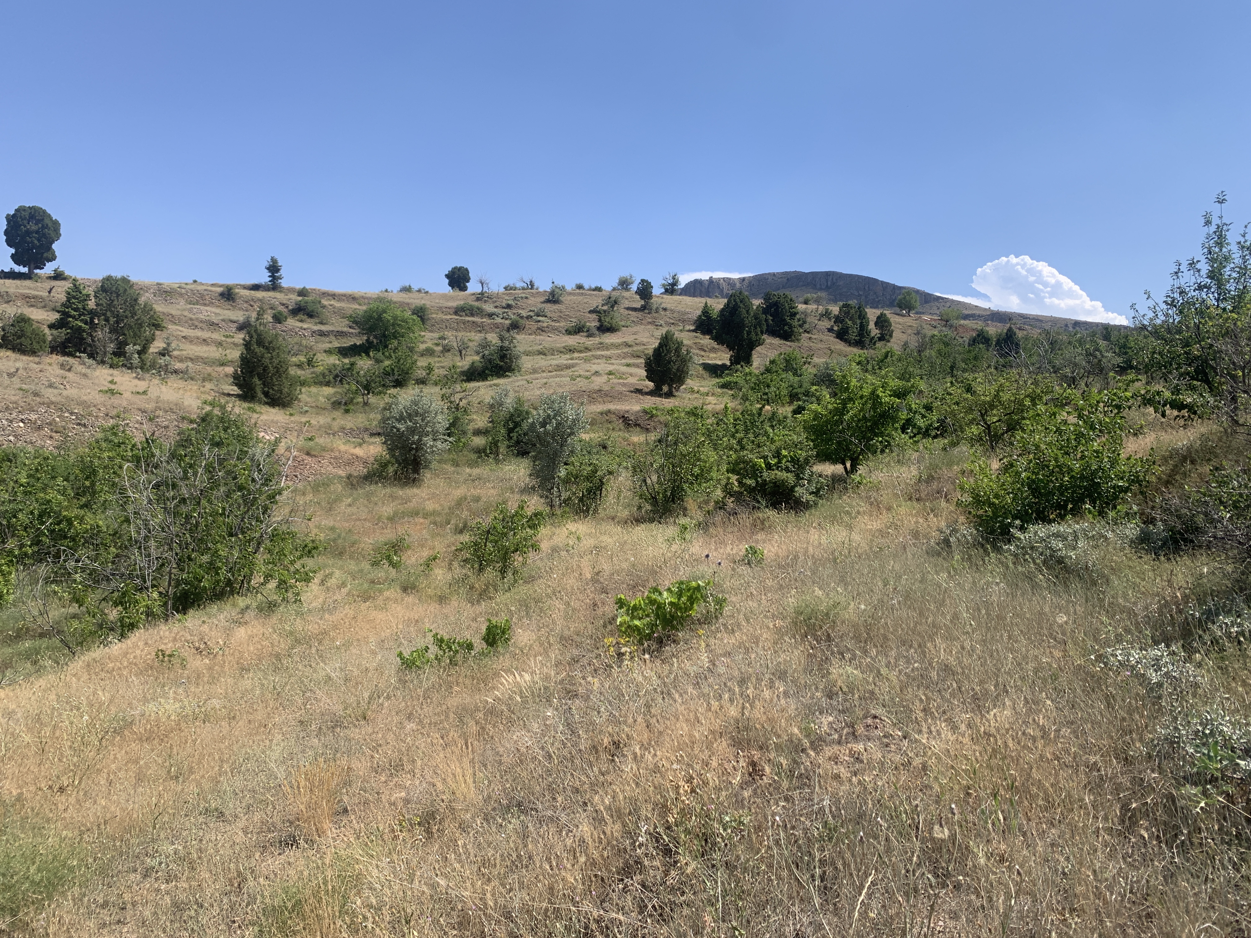 KONYA BOZKIR HACILAR KÖYÜNDE 236 M2 BAĞ SATILIKTIR. - KONYA BOZKIR fotoğraf 10