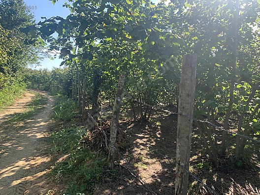Kandıra karaağaç kefken cebeci denize çok yakın en gelişmiş köy - KOCAELİ KANDIRA fotoğraf 5