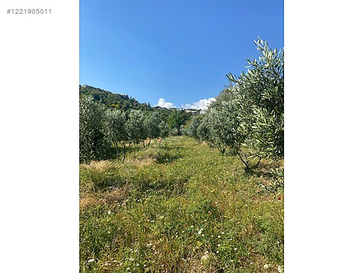 İmarlı İfrazlı Parsel 524 M² Hatay / Samandağ / Yaylıca Mh. - HATAY SAMANDAĞ fotoğraf 5
