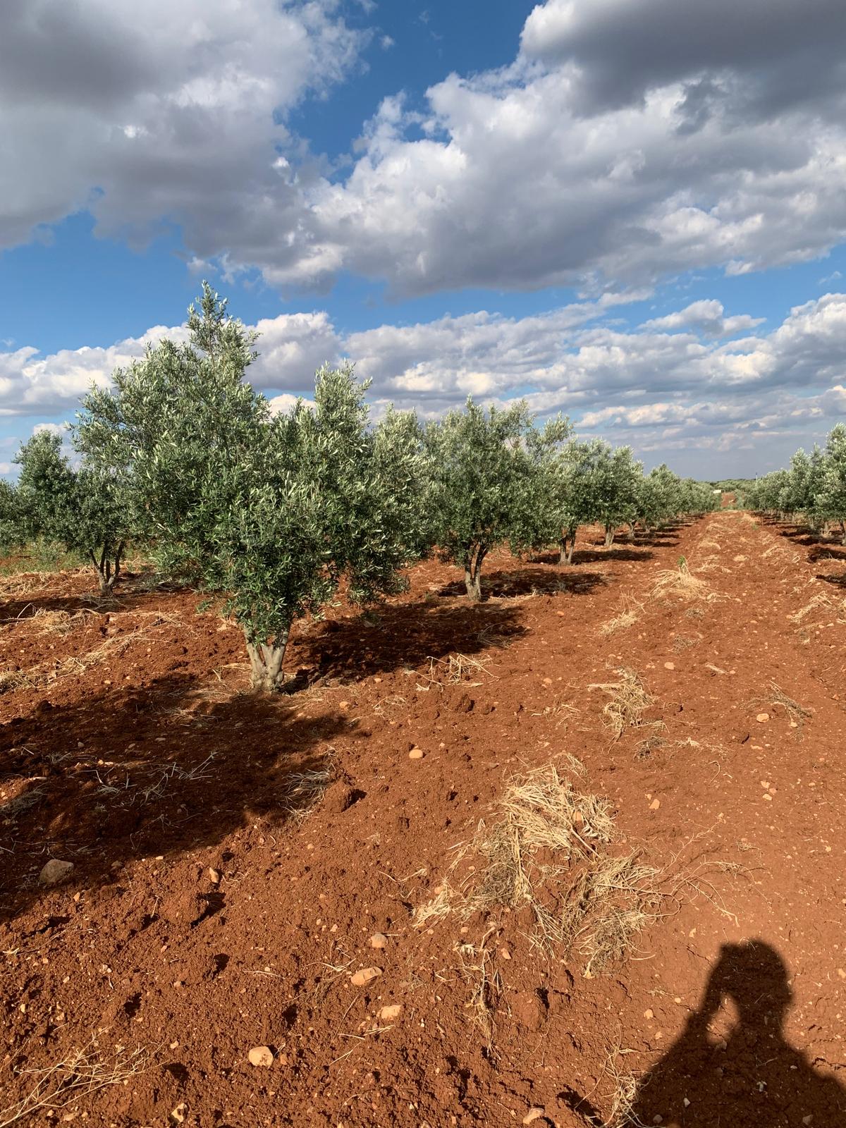 SATILIK 150 AĞAÇ ZEYTİNLİK  - KİLİS MERKEZ fotoğraf 18