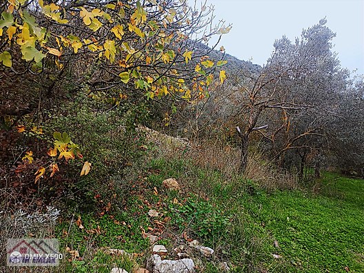 FATİH EMLAKTAN ŞAHİNYURDUNDA 956M2 SATILIK ZEYTİNLİK - BURSA GEMLİK fotoğraf 16