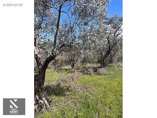 Kemalpaşa Aşağıkızılca Satılık 615 m2 Zeytinlik - İZMİR KEMALPAŞA fotoğraf 9