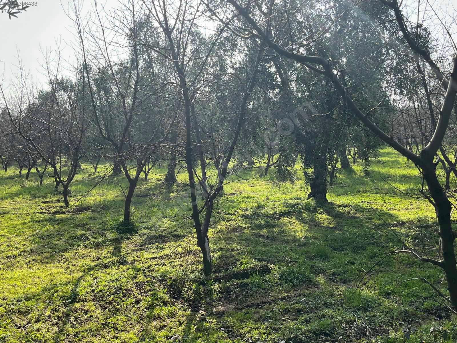 BURSA İZNİK ÖMERLİ MAHALLESİ'NDE  9.656 M² TARLAMIZ SATILIKTIR - BURSA İZNİK fotoğraf 5
