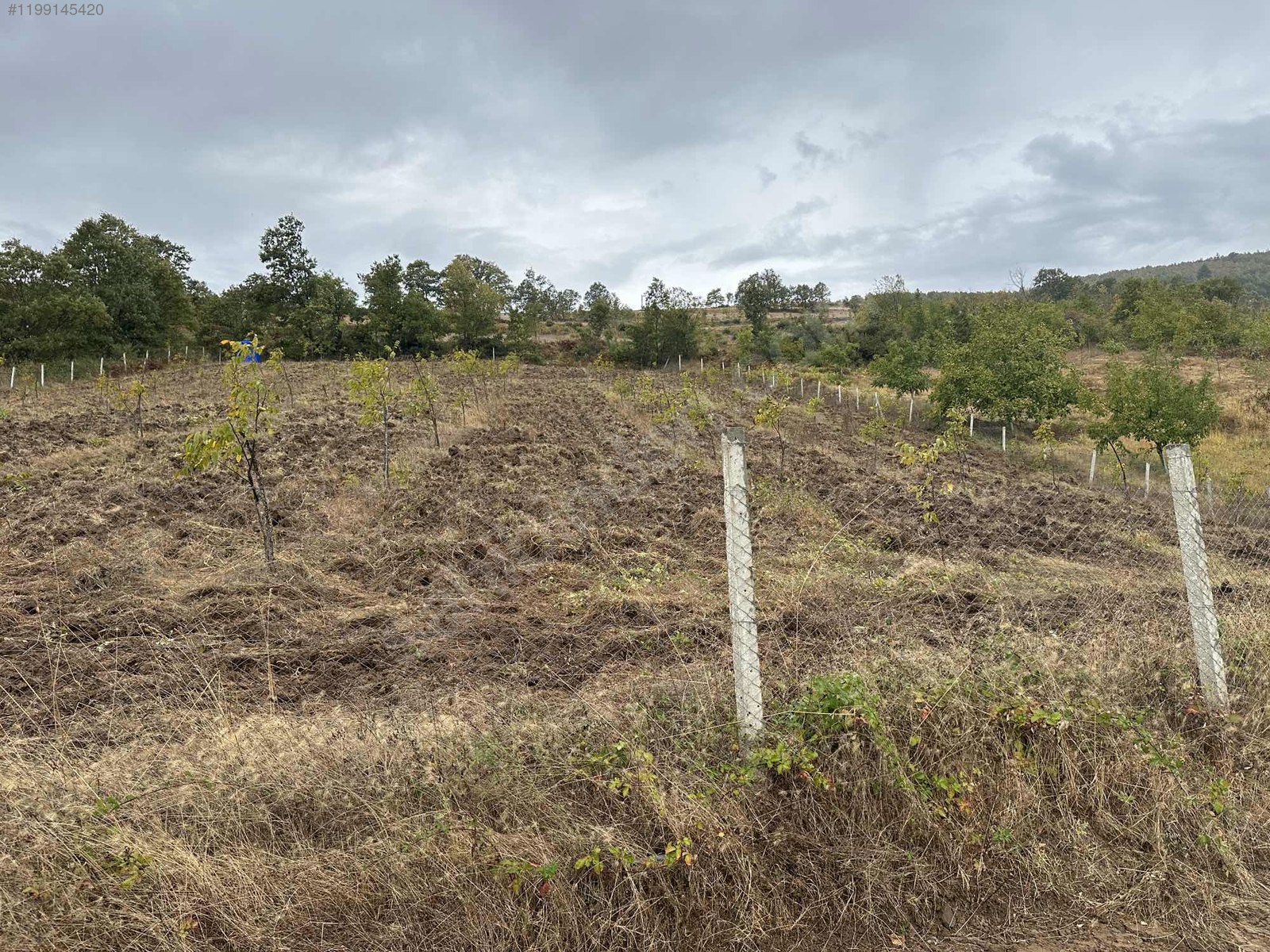 BURSA İZNİK SÜLEYMANİYE'DE  6.000 M² BAHÇEMİZ SATILIKTIR - BURSA İZNİK fotoğraf 7
