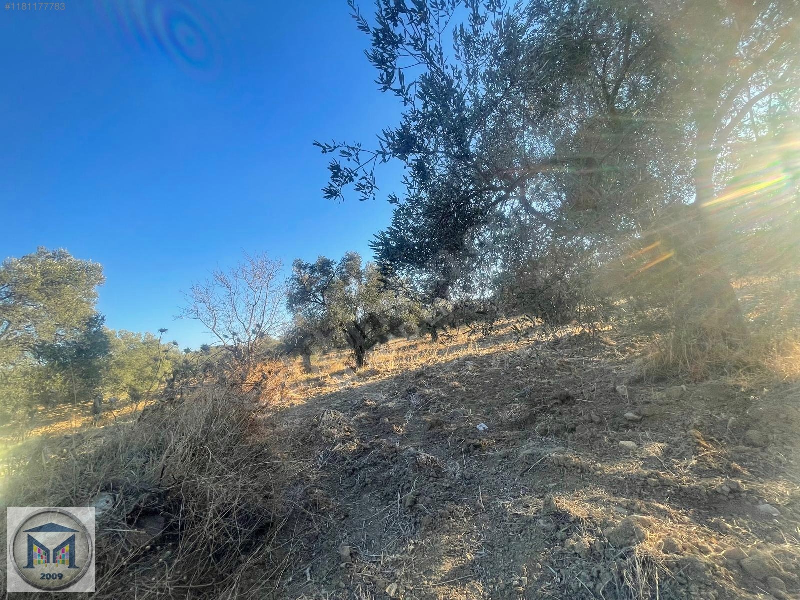 PELİTKÖY SAHİLDE İMARA 650 METRE SATILIK 6.500M2 ZEYTİNLİK - BALIKESİR BURHANİYE fotoğraf 23