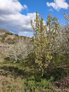 Amasya Aydınlık Köyü Satılık Tarla 5511 Mk.
