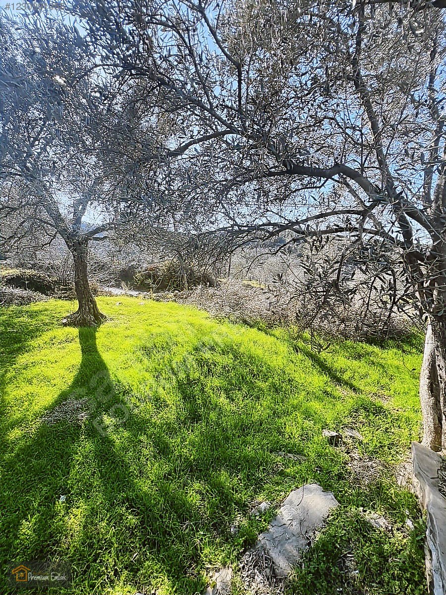 MİLAS KARACAHİSARDA KÖY İÇİ KAĞİR EV VE 980 M2 ARSASI - MUĞLA MİLAS fotoğraf 15