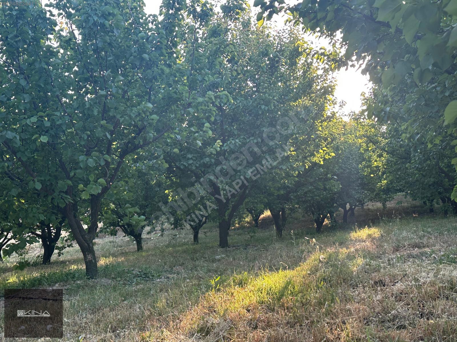 MUT - SİLİFKE KARAYOLUNA 250 M MESAFEDE SATILIK BAHÇE - MERSİN MUT fotoğraf 23