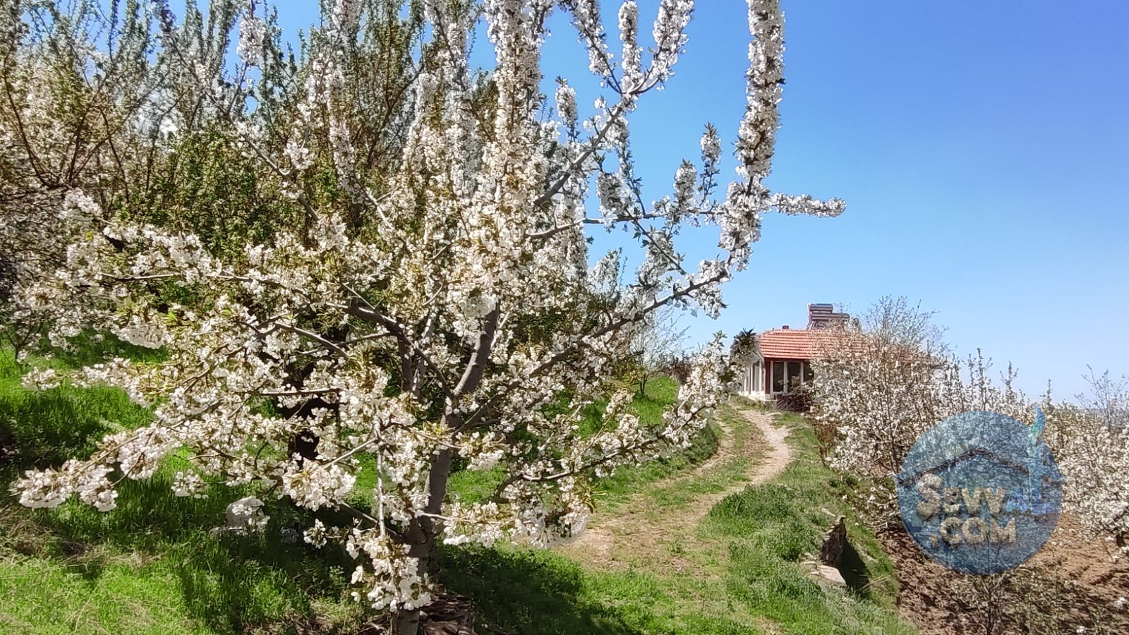 Satılık Meyve Bahçesi Kiraz, Ceviz, Vişne Ağaçlı, Yola Cepheli - Kütahya Şaphane fotoğraf 17
