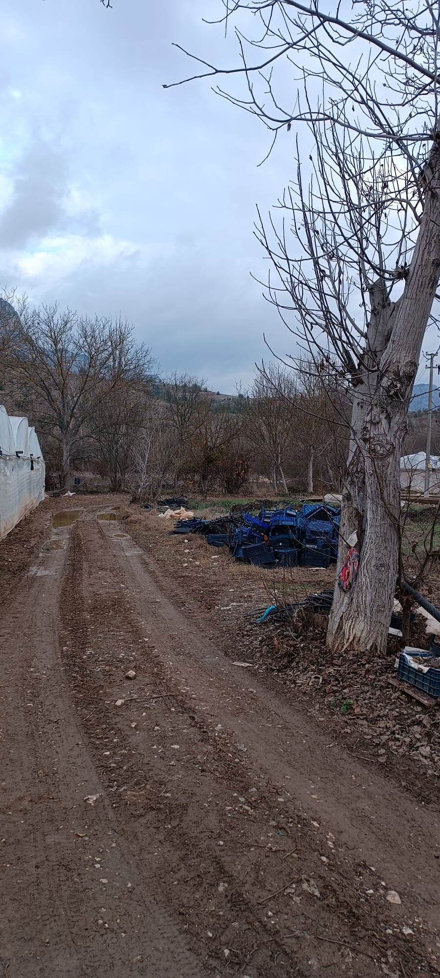 BİLECİK SÖĞÜT YAKACIK SATILIK BAHÇE 1695m² - BİLECİK SÖĞÜT fotoğraf 9