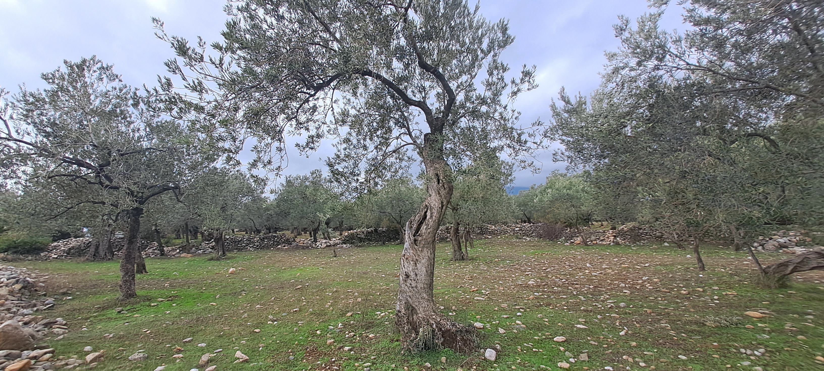 HAKANOĞLU GROUP'TAN EDREMİT ZEYTİNLİ MAH. SATILIK ZEYTİNLİK - BALIKESİR EDREMİT fotoğraf 13