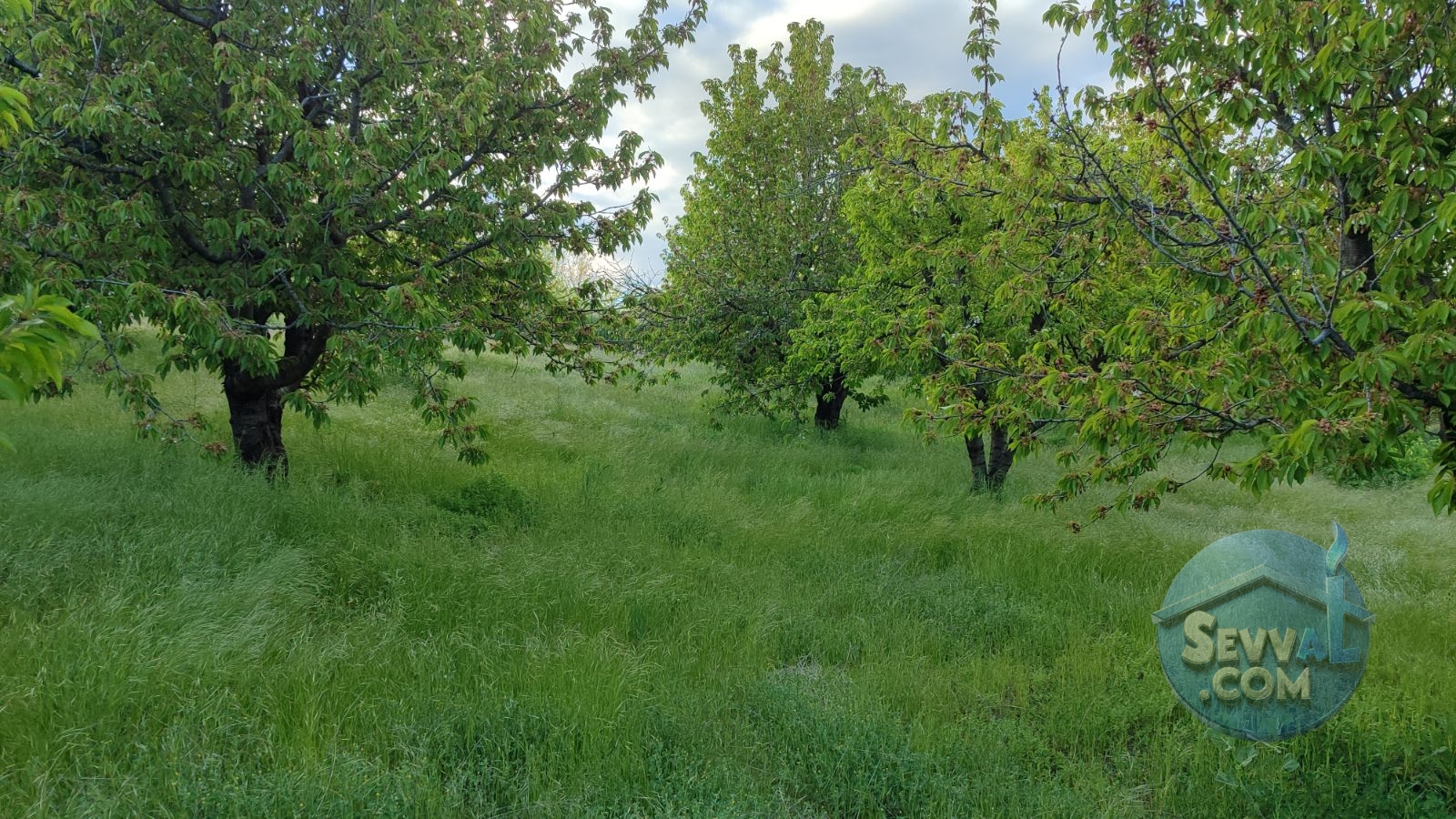 GELECEĞE YATIRIMLIK 6274m² KİRAZ BAHÇESİ - Kütahya Şaphane fotoğraf 19