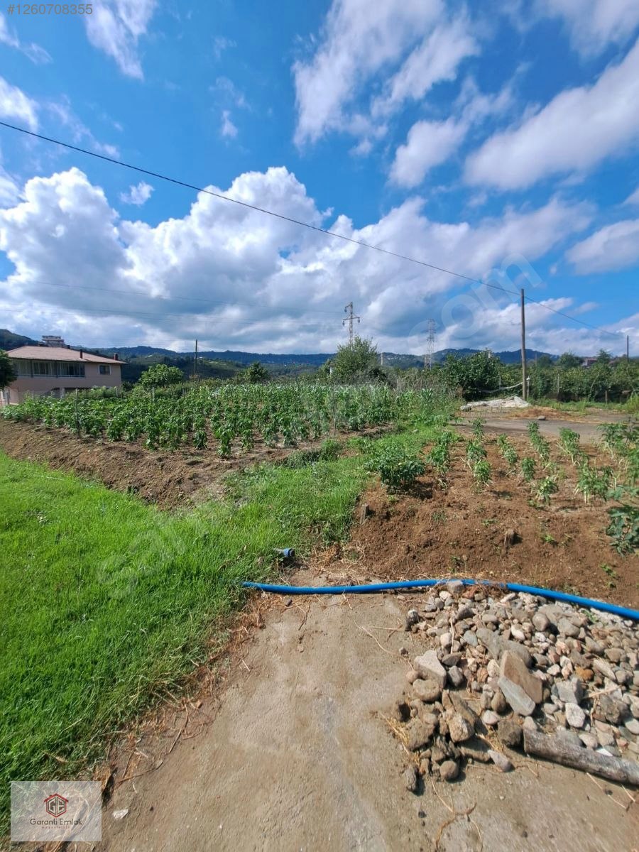 EFİRLİDE YOLA SIFIR SATILIK 2 DÖNÜM ARSA - ORDU PERŞEMBE fotoğraf 6