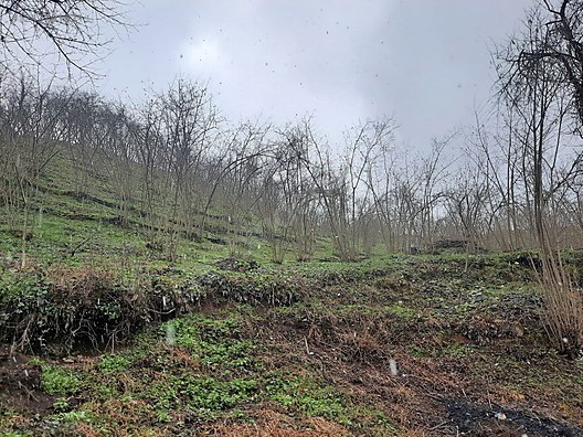 DÜZCE YIĞILCA REDİFLER   KÖYÜNDE 1.275  M² FINDIK BAHÇESİ  SATILIKTIR - DÜZCE YIĞILCA fotoğraf 5