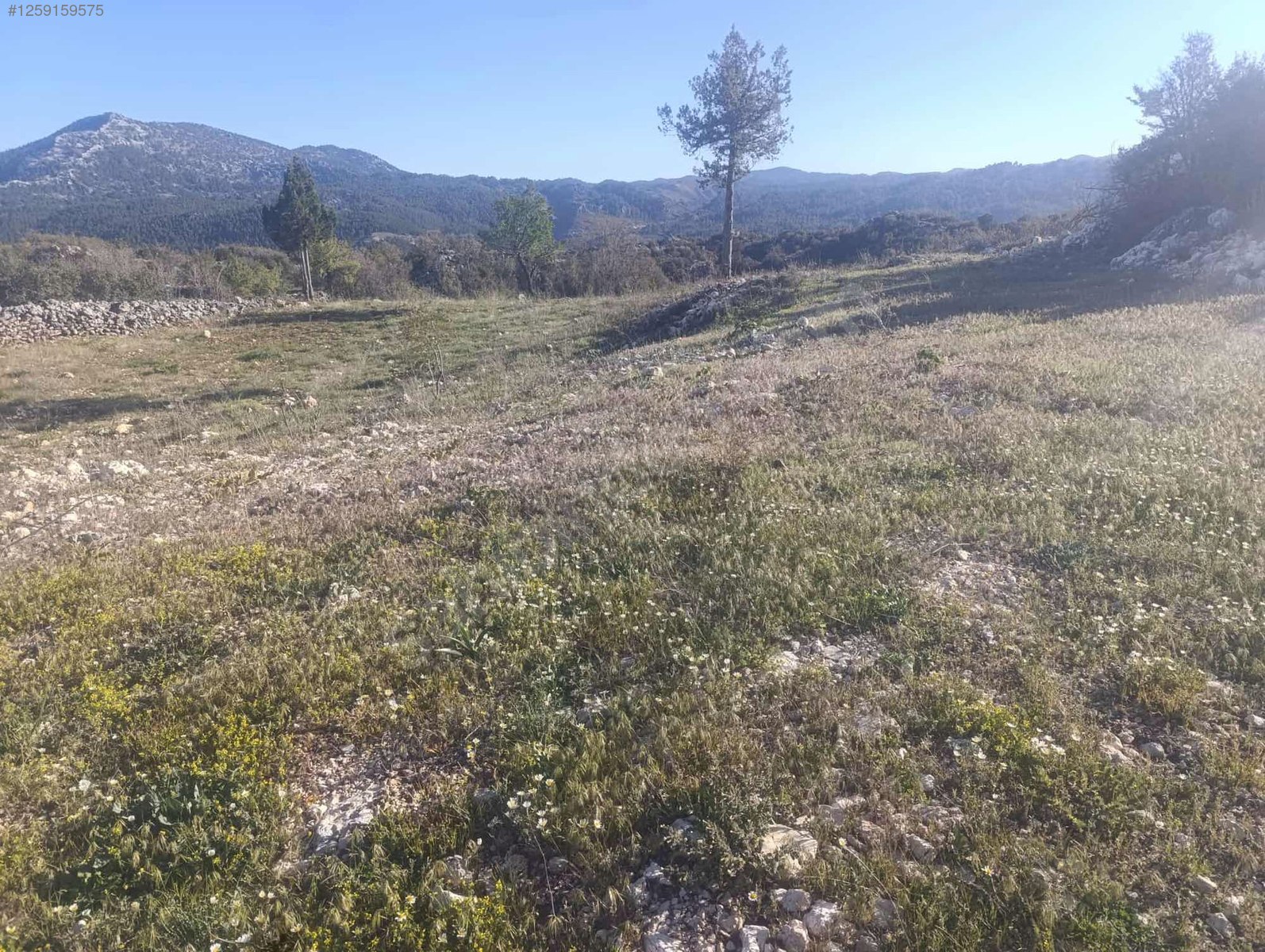 Badem bahçesi işlenmiş yeri   Mersin / Gülnar / Göktürk Mh. 801M²  - MERSİN GÜLNAR fotoğraf 5