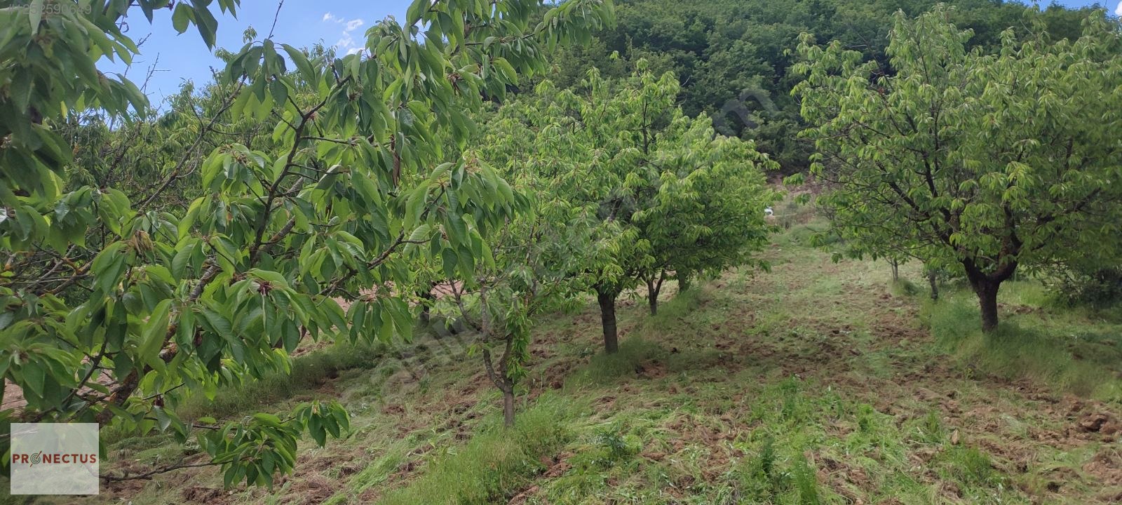 YÖRÜKLER MAHALLESİNDE RESMİ YOLA CEPHE 1186 M2 KİRAZ BAHÇESİ - BURSA İZNİK fotoğraf 15