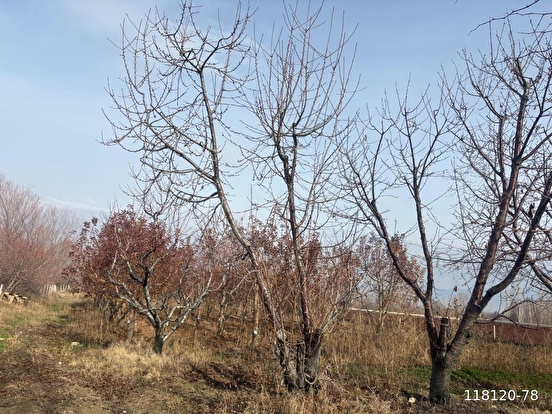 Kaçırılmayacak ,bahçemiz, mehveleri yeter - AMASYA SULUOVA fotoğraf 6