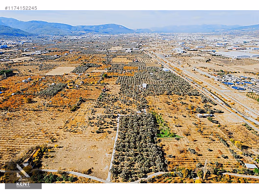 Kemalpaşa Sekiz Eylül Merkeze Yakın Satılık 3440 m2 Zeytinlik - İZMİR KEMALPAŞA fotoğraf 21