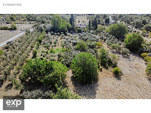 eXp'den Geyve Hırka'da 710 m2 Fındıklık Bahçe - SAKARYA GEYVE fotoğraf 2