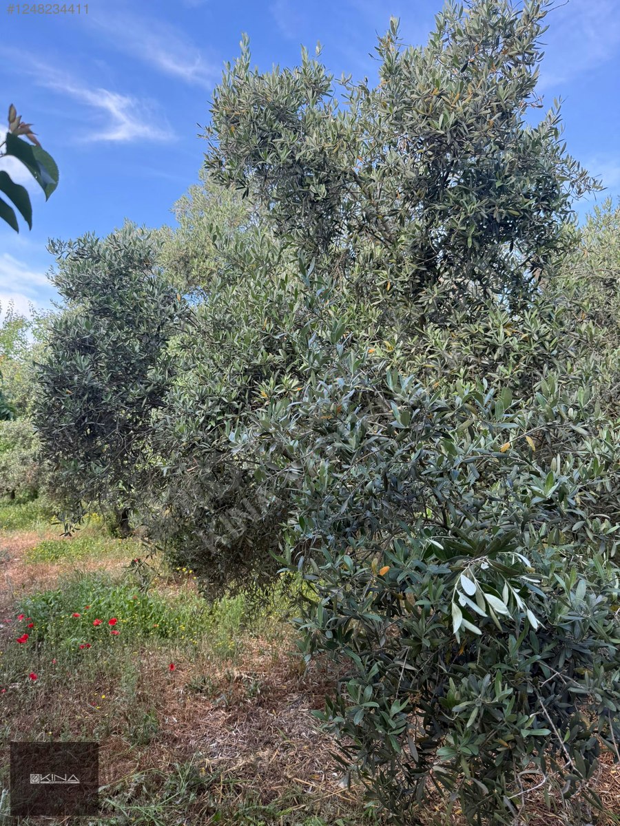 MUT - SİLİFKE KARAYOLUNA 250 M MESAFEDE SATILIK BAHÇE - MERSİN MUT fotoğraf 19
