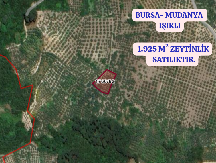BURSA MUDANYA IŞIKLI KÖYÜNDE 1.925 M² ZEYTİNLİK SATILIKTIR. - BURSA MUDANYA fotoğraf 2