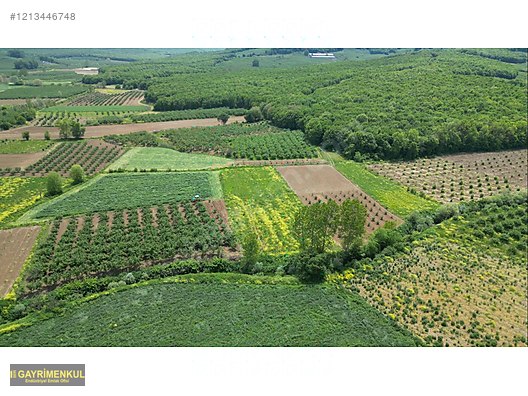 YATIRIM FIRSATI 3.962 M² TARLA FERİZLİ SARIAHMETLER MAH. - SAKARYA FERİZLİ fotoğraf 4
