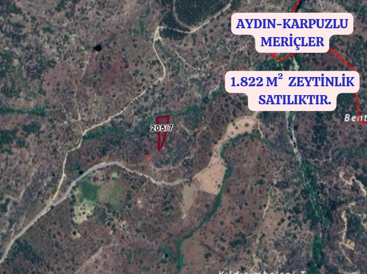 AYDIN KARPUZLU MERİÇLER  KÖYÜNDE 1.822 M²  ZEYTİNLİK SATILIKTIR - AYDIN KARPUZLU fotoğraf 2