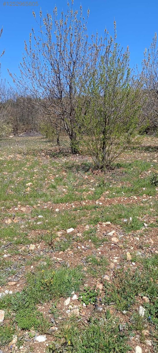 BURSA KELES MENTEŞE KÖYÜNDE  6.297  M² BAĞ SATILIKTIR - BURSA KELES fotoğraf 12