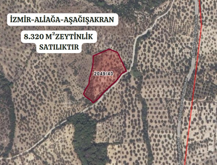 İZMİR ALİAĞA AŞAĞIŞAKRAN MAHALLESİNDE’NDE 8.320 M² ZEYTİNLİK SATILIKTIR - İZMİR ALİAĞA fotoğraf 2
