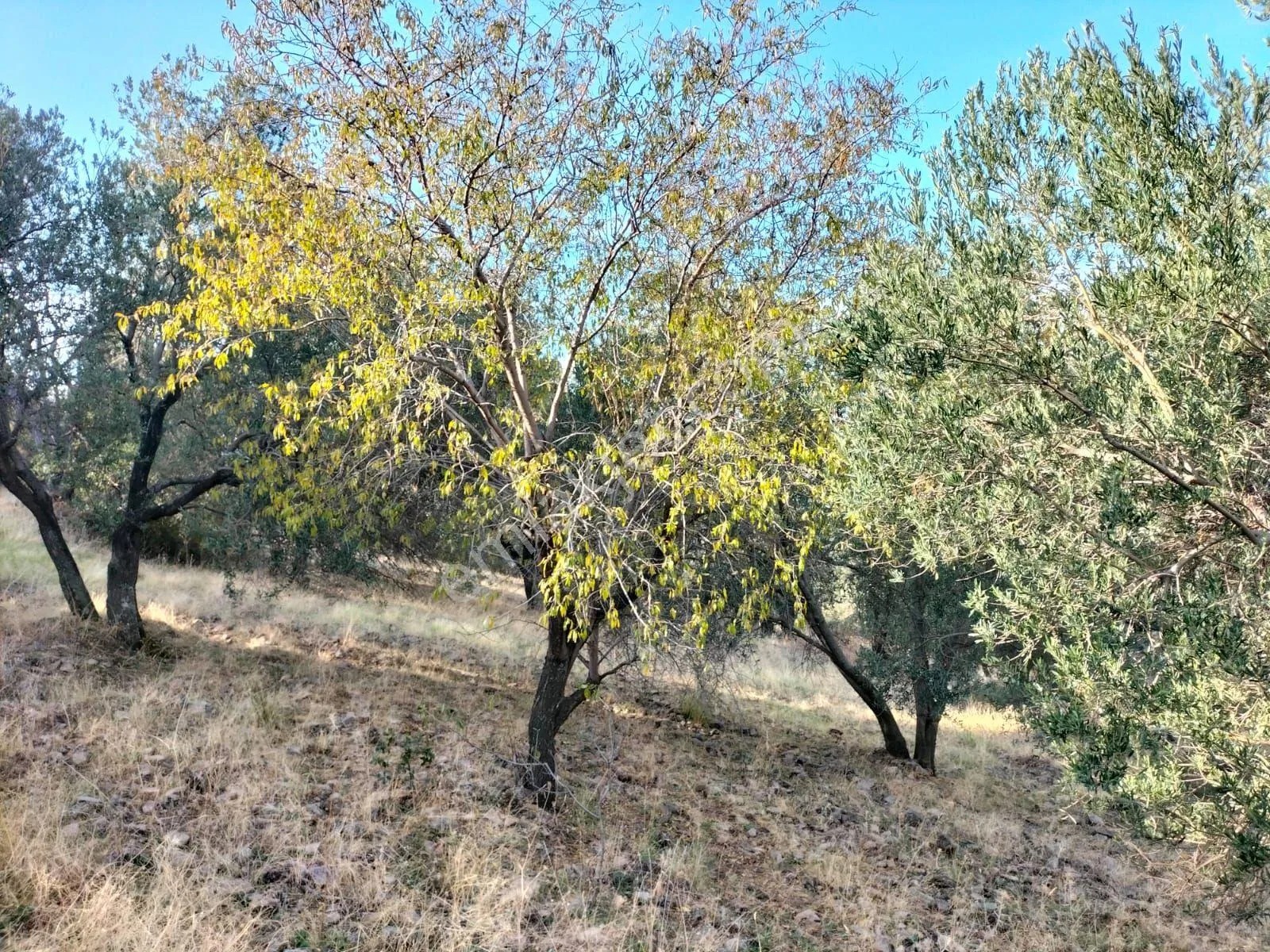 Burhaniye Börezli Köyüne 47 Dönüm Zeytinlik Satılıktır. - BALIKESİR BURHANİYE fotoğraf 3