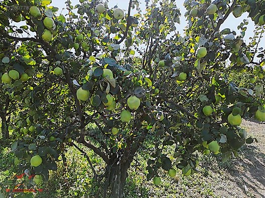 SAKARYA GEYVE UMURBEY MAH. 2444,26 M2 SATILIK TARLA - SAKARYA GEYVE fotoğraf 21